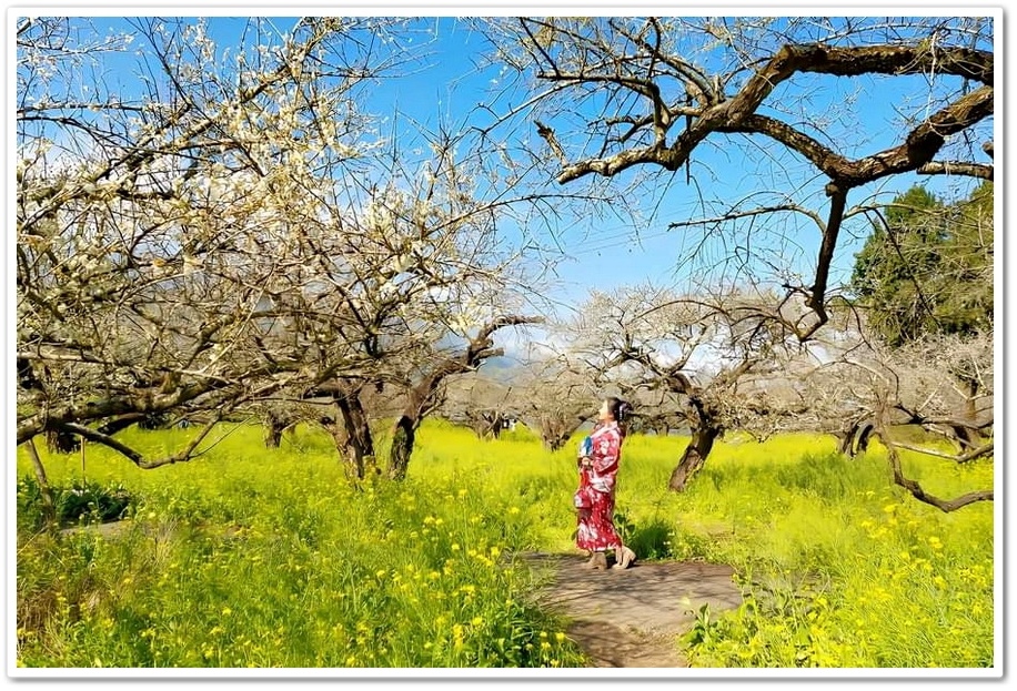 南投信義鄉烏松崙《石龜梅園》梅花與油菜花海唯美浪漫