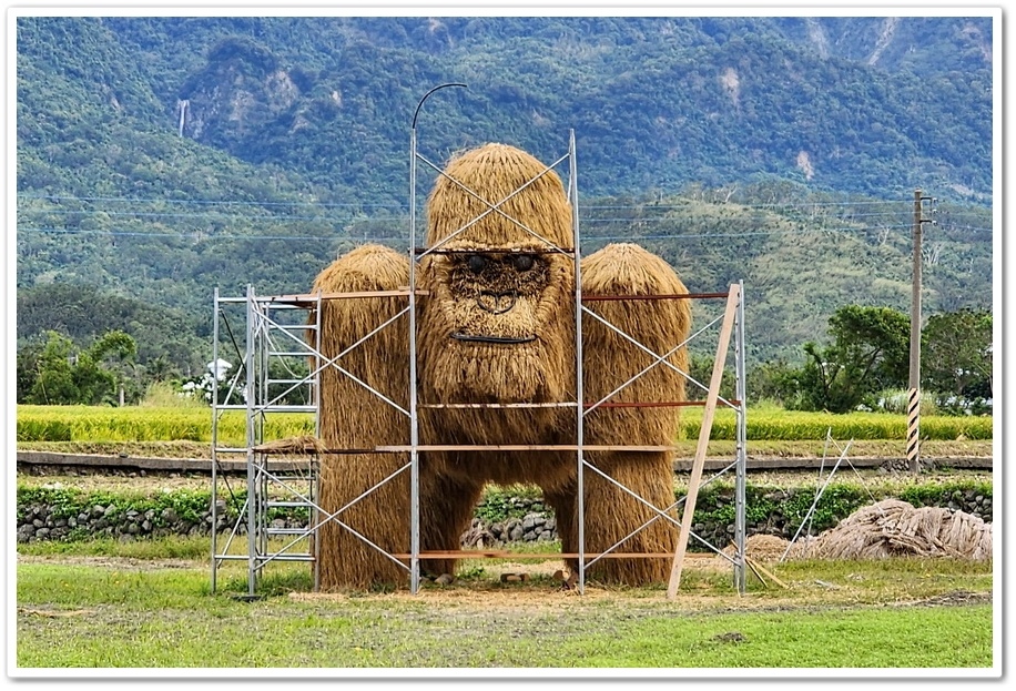 花蓮富里鄉《2024富里稻草藝術季》在花海中與猩猩家族一起拍