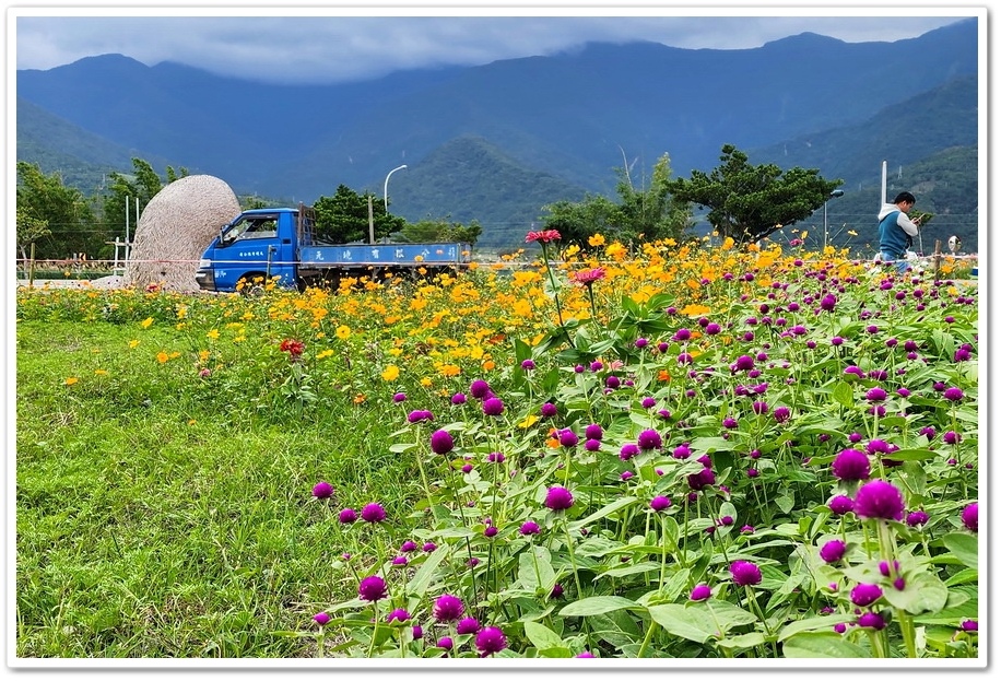 花蓮富里鄉《2024富里稻草藝術季》在花海中與猩猩家族一起拍