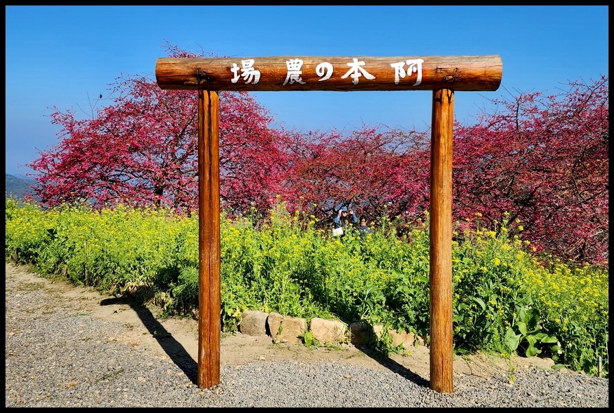 南投水里鄉《阿本農場》2024花況─油菜花與櫻花交織的美景