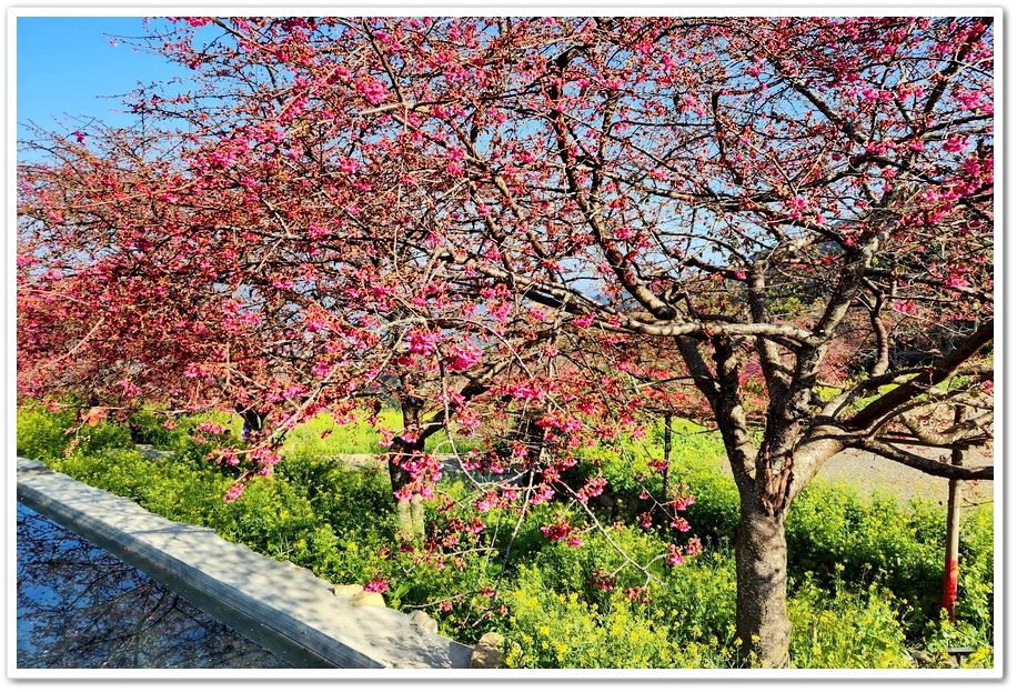 南投水里鄉《阿本農場》2024花況─油菜花與櫻花交織的美景