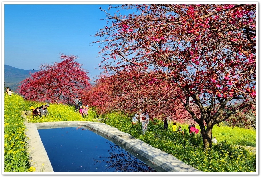 南投水里鄉《阿本農場》2024花況─油菜花與櫻花交織的美景