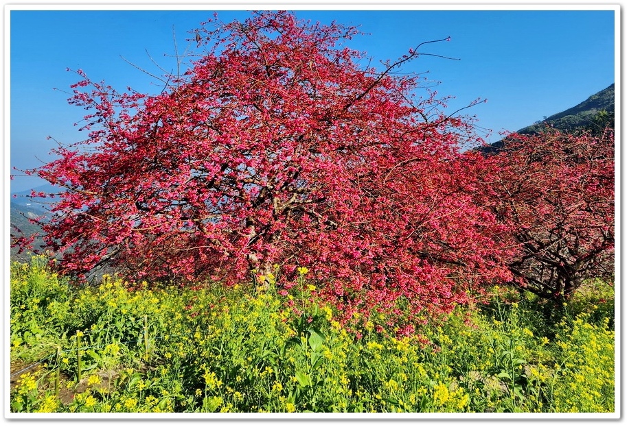 南投水里鄉《阿本農場》2024花況─油菜花與櫻花交織的美景