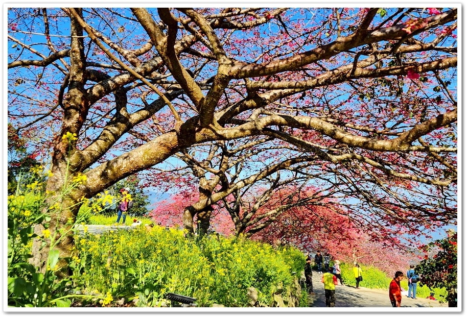 南投水里鄉《阿本農場》2024花況─油菜花與櫻花交織的美景