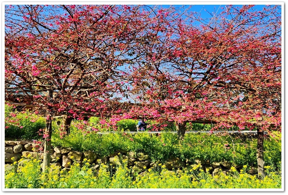 南投水里鄉《阿本農場》2024花況─油菜花與櫻花交織的美景