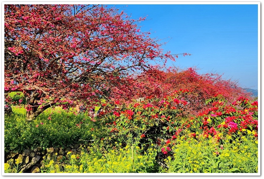 南投水里鄉《阿本農場》2024花況─油菜花與櫻花交織的美景