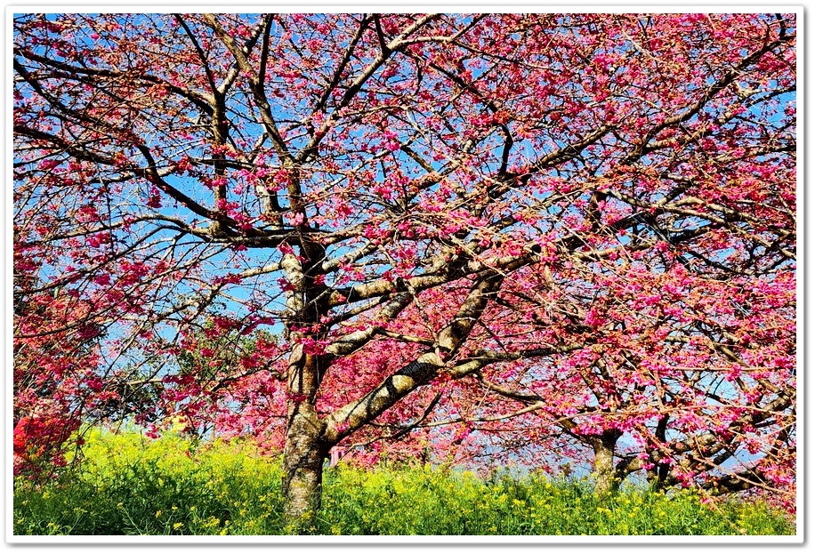 南投水里鄉《阿本農場》2024花況─油菜花與櫻花交織的美景