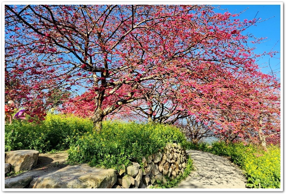 南投水里鄉《阿本農場》2024花況─油菜花與櫻花交織的美景