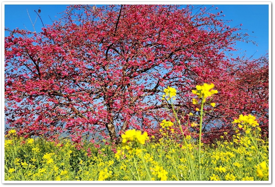 南投水里鄉《阿本農場》2024花況─油菜花與櫻花交織的美景