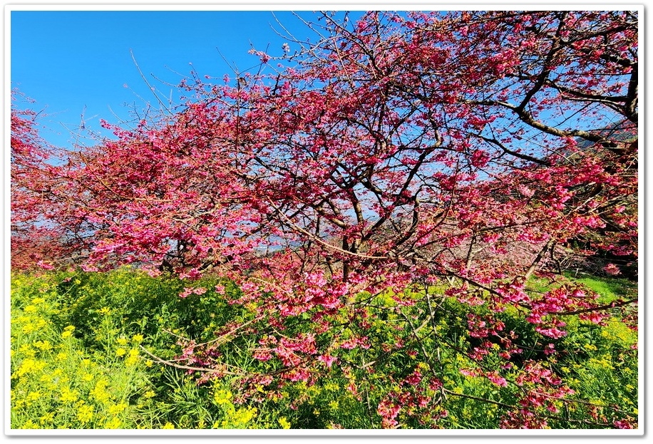 南投水里鄉《阿本農場》2024花況─油菜花與櫻花交織的美景