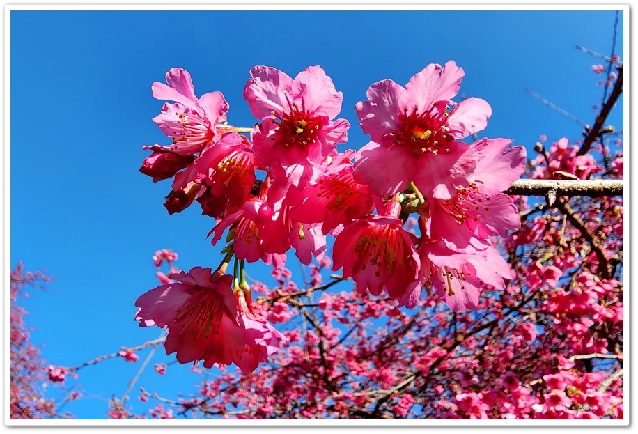 南投水里鄉《阿本農場》2024花況─油菜花與櫻花交織的美景