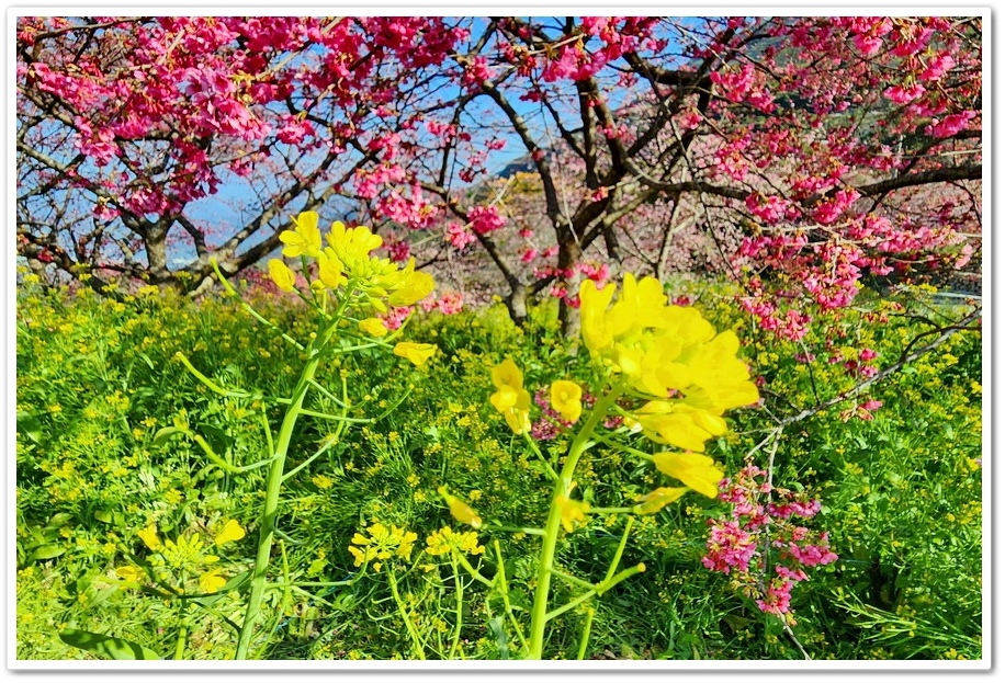 南投水里鄉《阿本農場》2024花況─油菜花與櫻花交織的美景