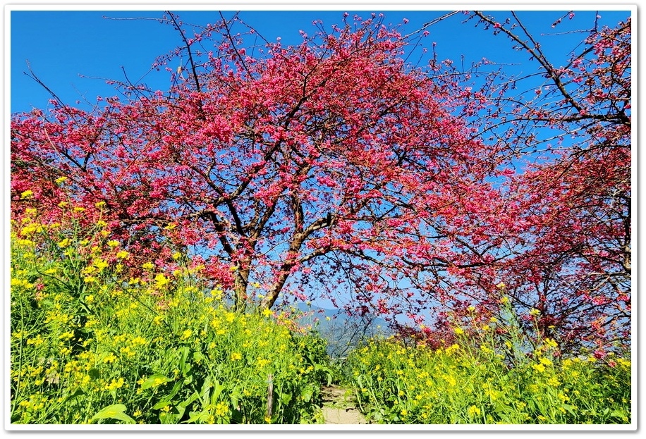 南投水里鄉《阿本農場》2024花況─油菜花與櫻花交織的美景