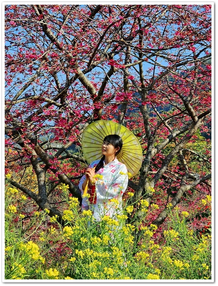 南投水里鄉《阿本農場》2024花況─油菜花與櫻花交織的美景