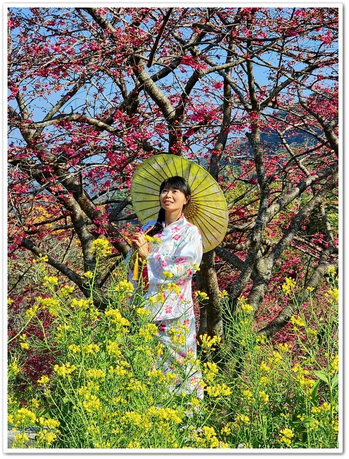 南投水里鄉《阿本農場》2024花況─油菜花與櫻花交織的美景