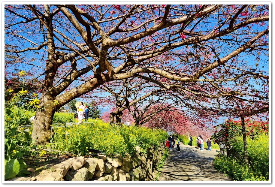 南投水里鄉《阿本農場》2024花況─油菜花與櫻花交織的美景