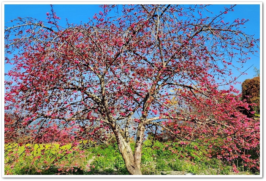 南投水里鄉《阿本農場》2024花況─油菜花與櫻花交織的美景