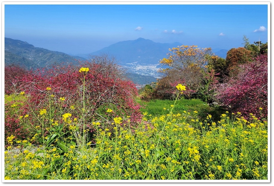 南投水里鄉《阿本農場》2024花況─油菜花與櫻花交織的美景