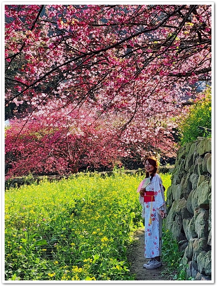 南投水里鄉《阿本農場》2024花況─油菜花與櫻花交織的美景