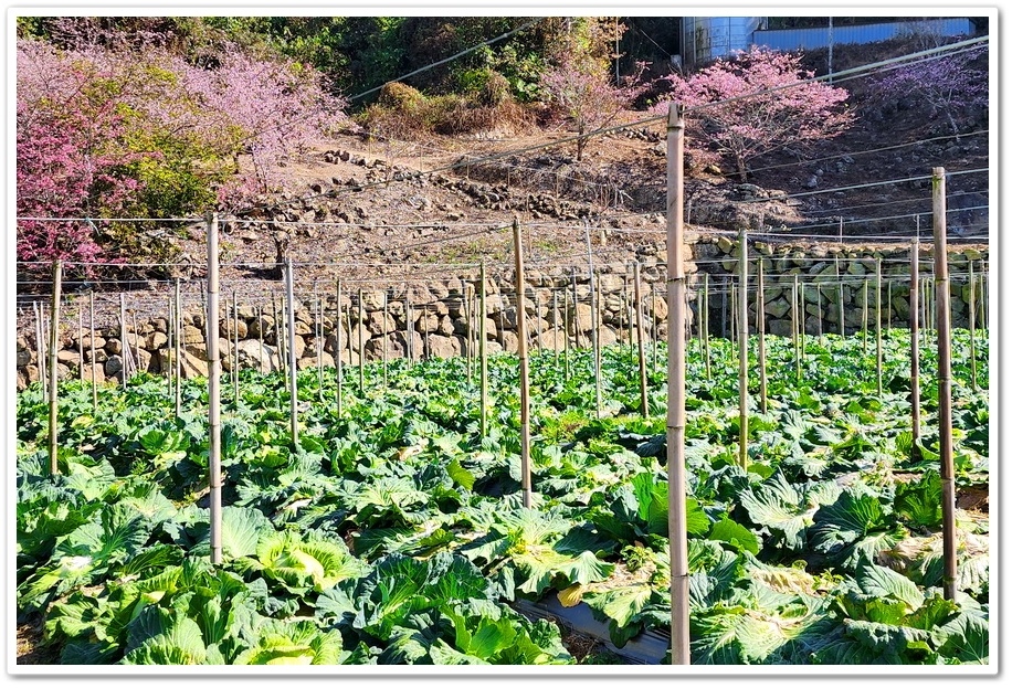 南投水里鄉《阿本農場》2024花況─油菜花與櫻花交織的美景