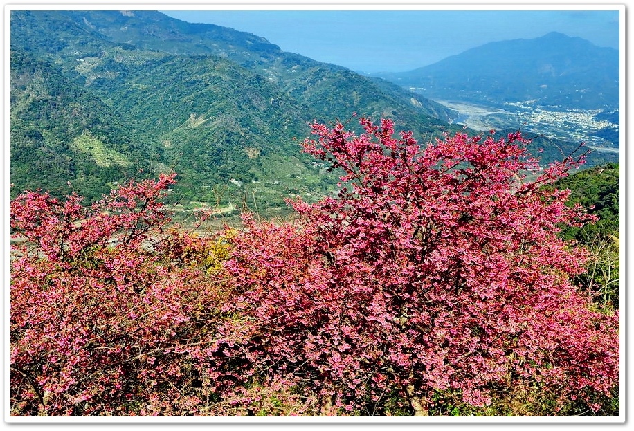 南投水里鄉《阿本農場》2024花況─油菜花與櫻花交織的美景