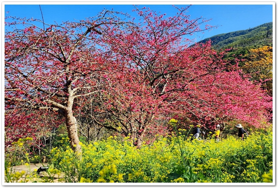 南投水里鄉《阿本農場》2024花況─油菜花與櫻花交織的美景