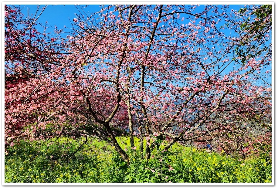南投水里鄉《阿本農場》2024花況─油菜花與櫻花交織的美景