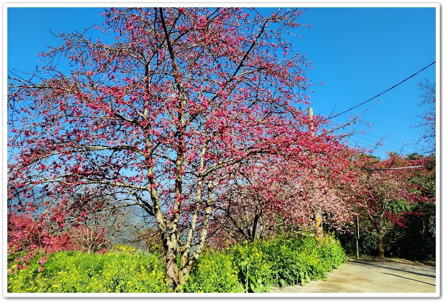 南投水里鄉《阿本農場》2024花況─油菜花與櫻花交織的美景