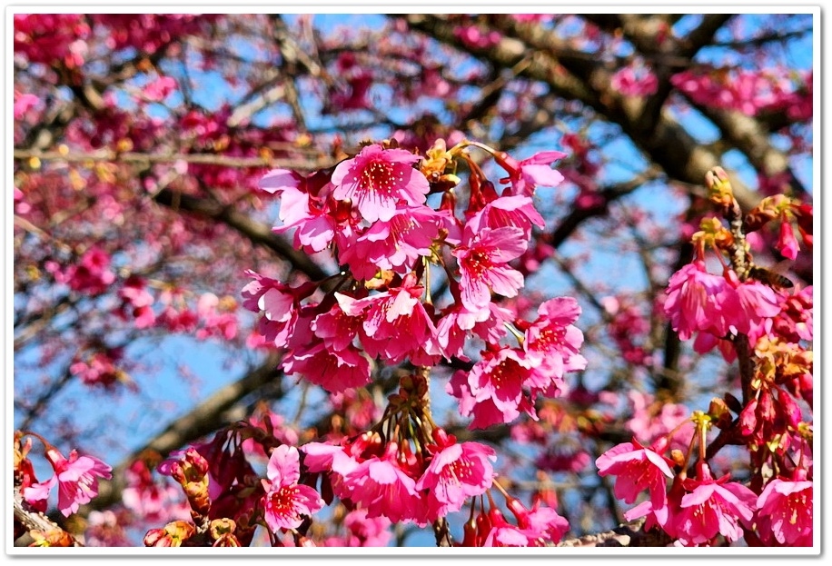 南投水里鄉《阿本農場》2024花況─油菜花與櫻花交織的美景