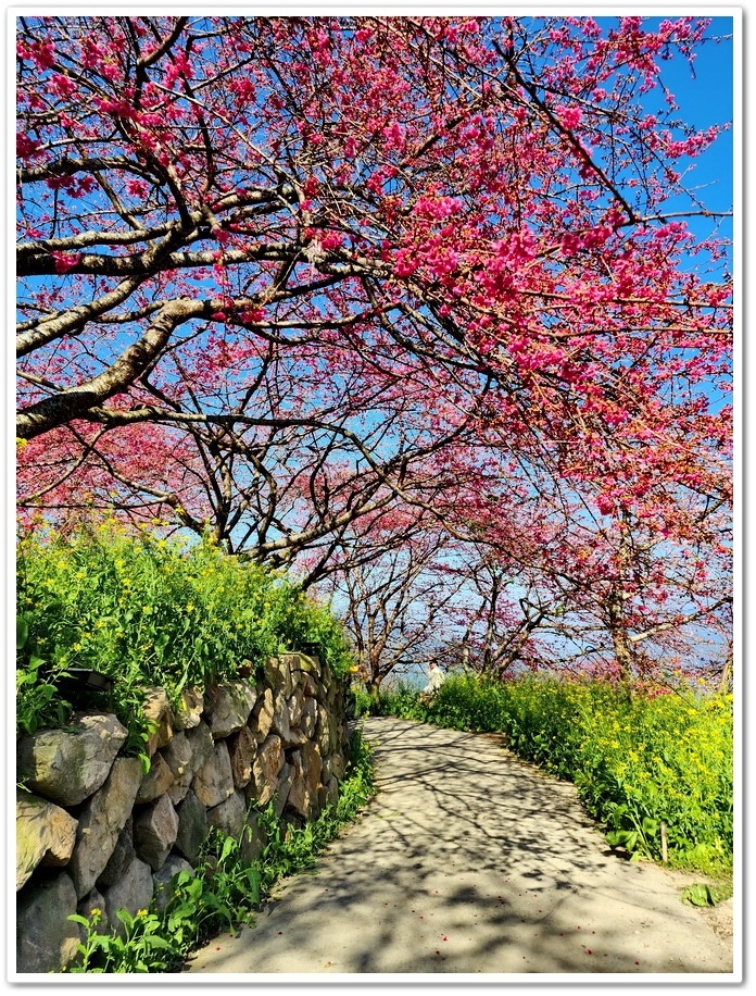 南投水里鄉《阿本農場》2024花況─油菜花與櫻花交織的美景