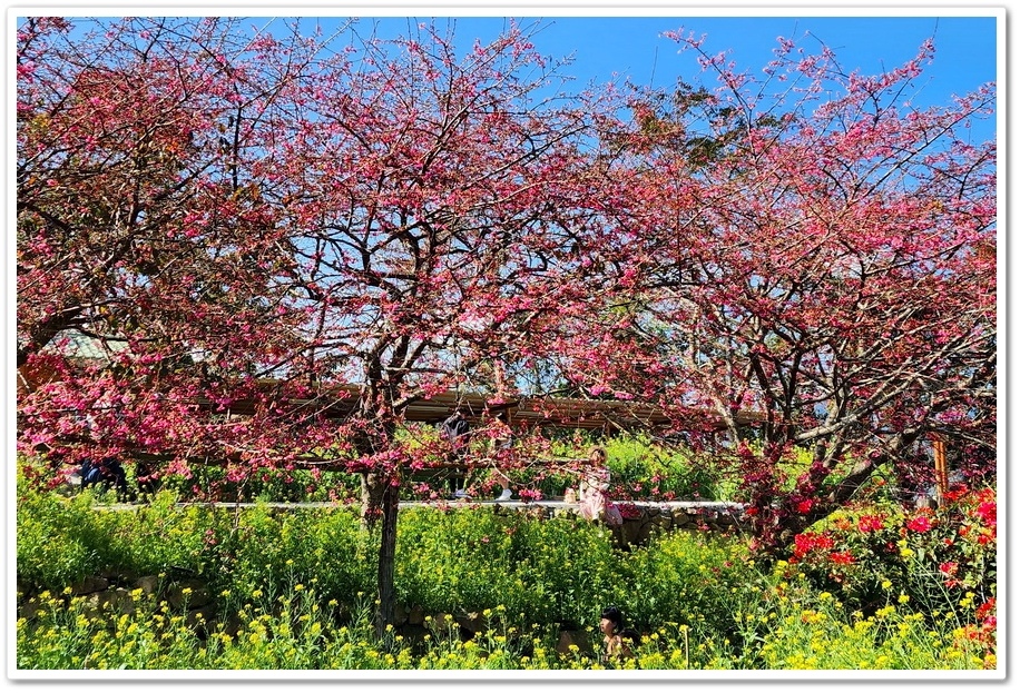 南投水里鄉《阿本農場》2024花況─油菜花與櫻花交織的美景