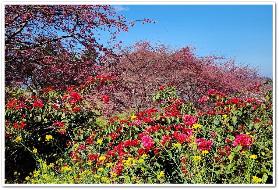 南投水里鄉《阿本農場》2024花況─油菜花與櫻花交織的美景