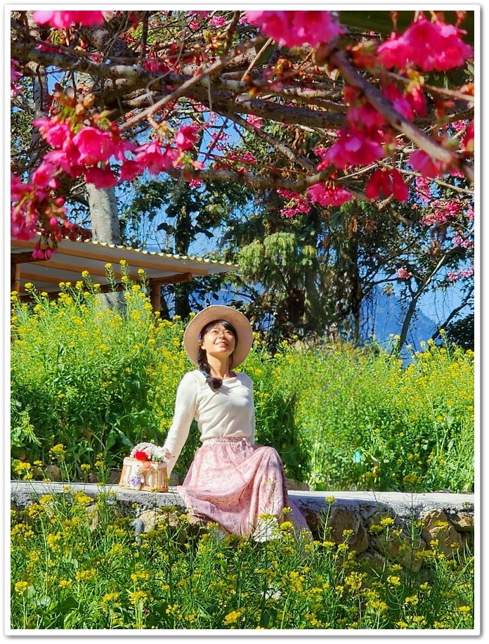 南投水里鄉《阿本農場》2024花況─油菜花與櫻花交織的美景