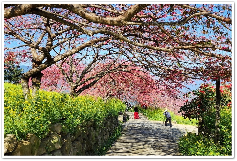 南投水里鄉《阿本農場》2024花況─油菜花與櫻花交織的美景