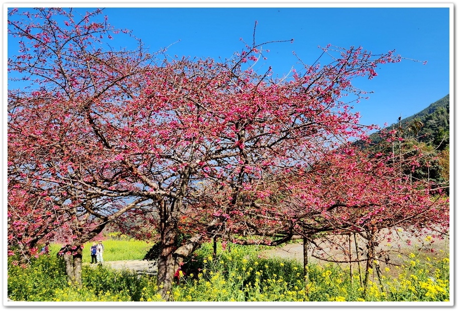 南投水里鄉《阿本農場》2024花況─油菜花與櫻花交織的美景