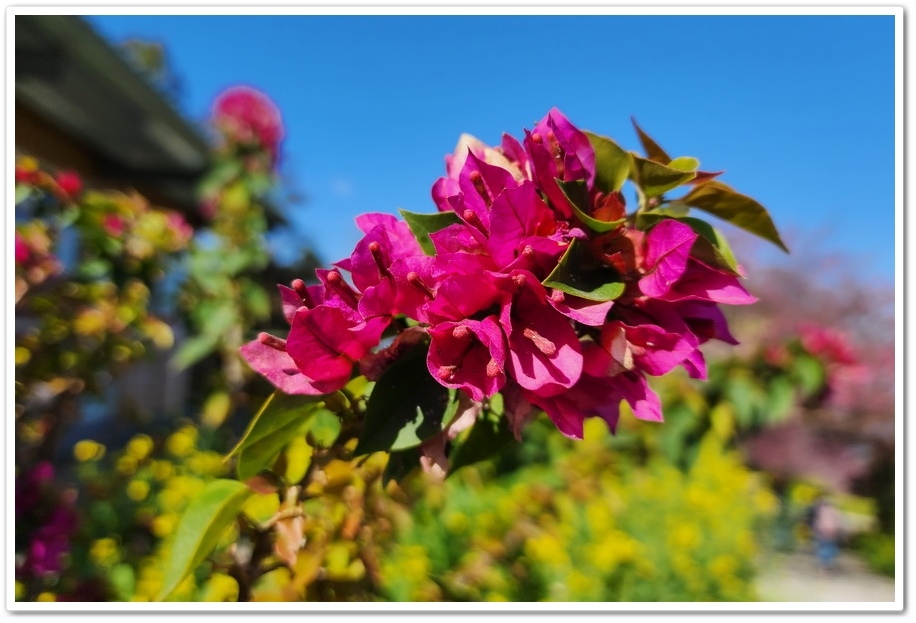 南投水里鄉《阿本農場》2024花況─油菜花與櫻花交織的美景