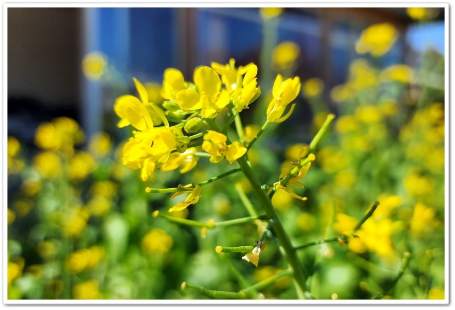 南投水里鄉《阿本農場》2024花況─油菜花與櫻花交織的美景