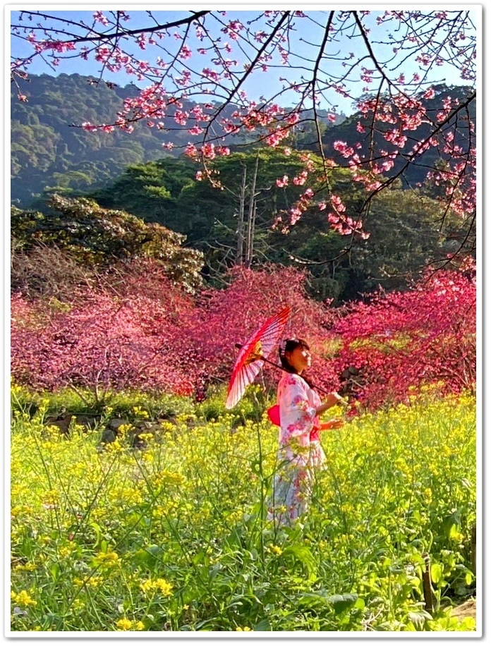 南投水里鄉《阿本農場》2024花況─油菜花與櫻花交織的美景