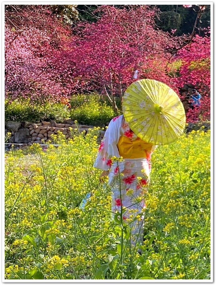 南投水里鄉《阿本農場》2024花況─油菜花與櫻花交織的美景