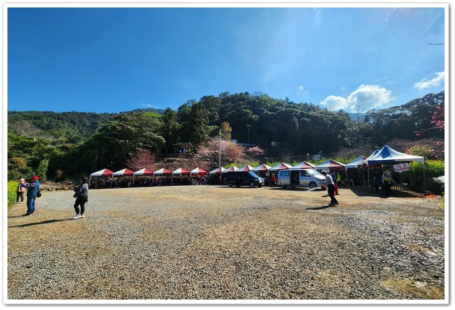 南投水里鄉《阿本農場》2024花況─油菜花與櫻花交織的美景