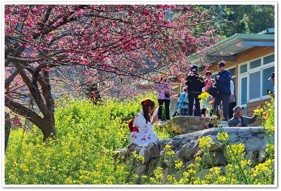 南投水里鄉《阿本農場》2024花況─油菜花與櫻花交織的美景