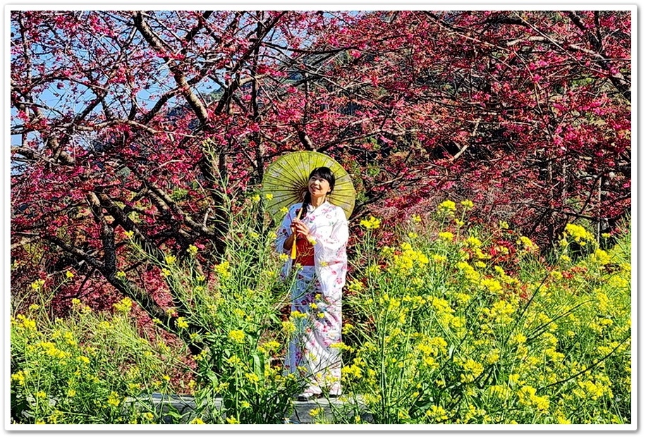 南投水里鄉《阿本農場》2024花況─油菜花與櫻花交織的美景