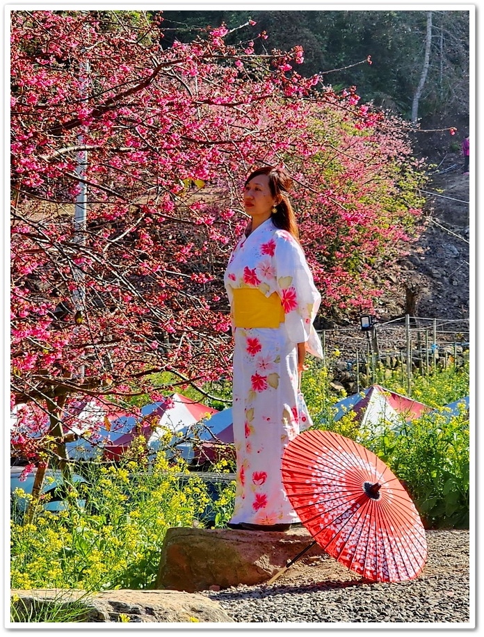 南投水里鄉《阿本農場》2024花況─油菜花與櫻花交織的美景