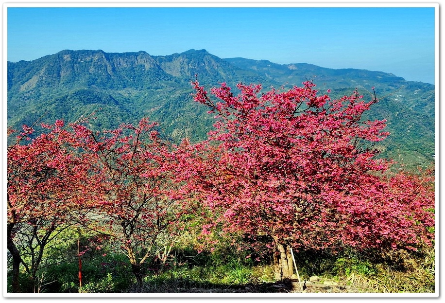 南投水里鄉《阿本農場》2024花況─油菜花與櫻花交織的美景