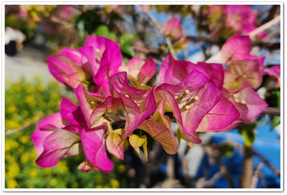 南投水里鄉《阿本農場》2024花況─油菜花與櫻花交織的美景