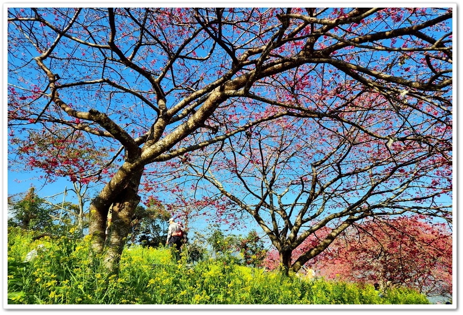 南投水里鄉《阿本農場》2024花況─油菜花與櫻花交織的美景