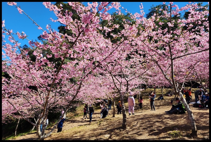 高雄桃源區《寶山二集團櫻花公園》2024櫻花季─粉色河津櫻有