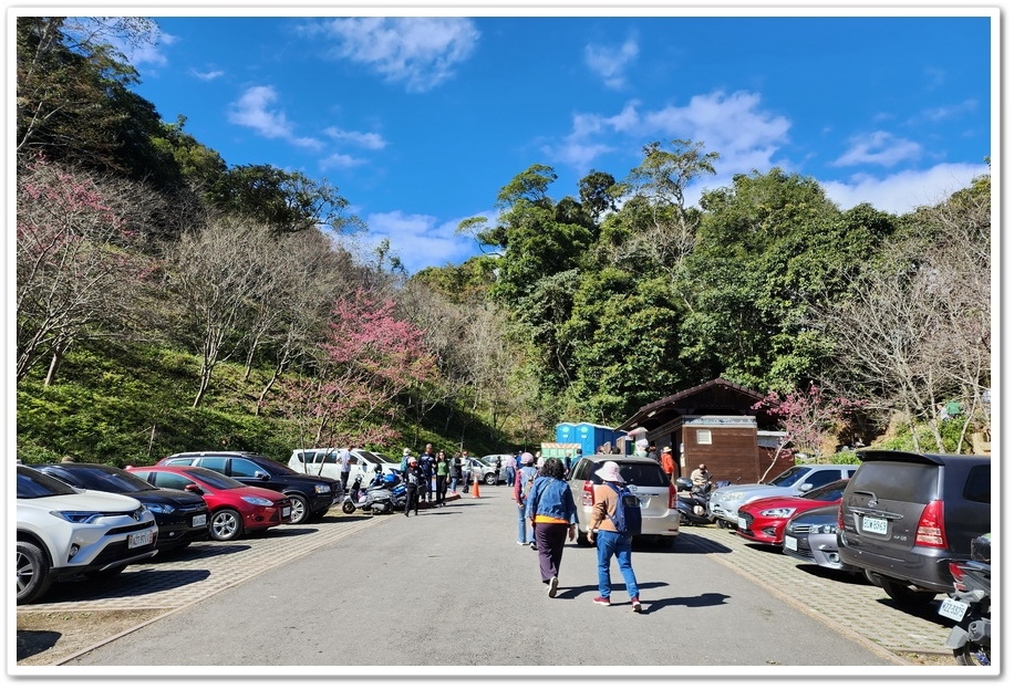 高雄桃源區《寶山二集團櫻花公園》2024櫻花季─粉色河津櫻有