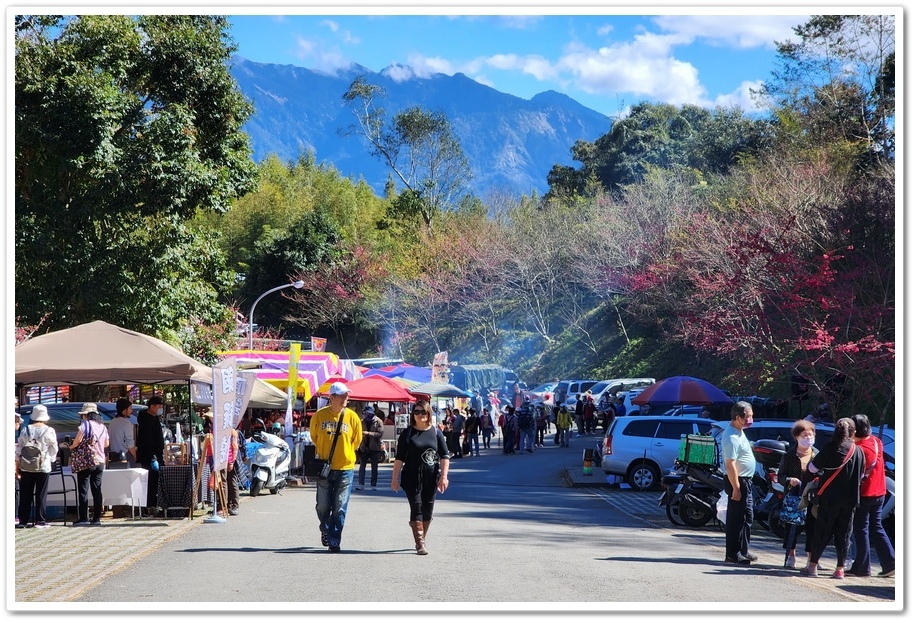 高雄桃源區《寶山二集團櫻花公園》2024櫻花季─粉色河津櫻有