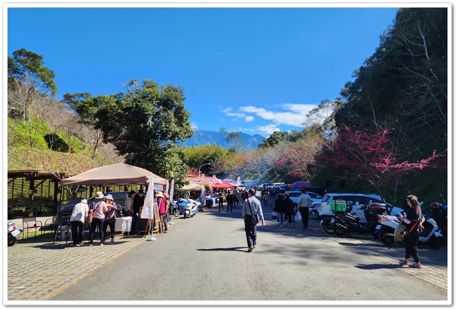 高雄桃源區《寶山二集團櫻花公園》2024櫻花季─粉色河津櫻有